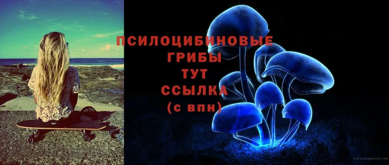 Галлюциногенные грибы Psilocybine cubensis  Петровск-Забайкальский 